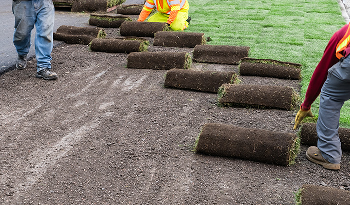 monarch sod