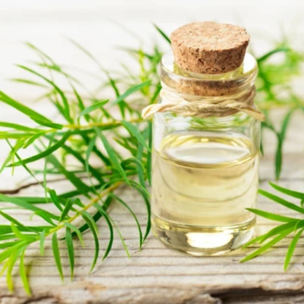 Tea Tree Oil Wholesale Suppliers & Bulk Manufacturers