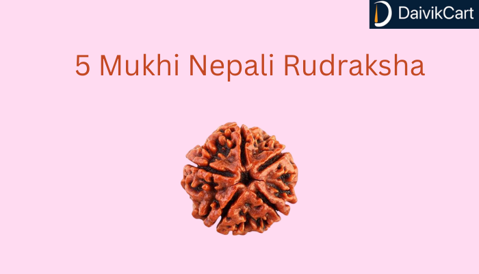 5 Mukhi Nepali Rudraksha