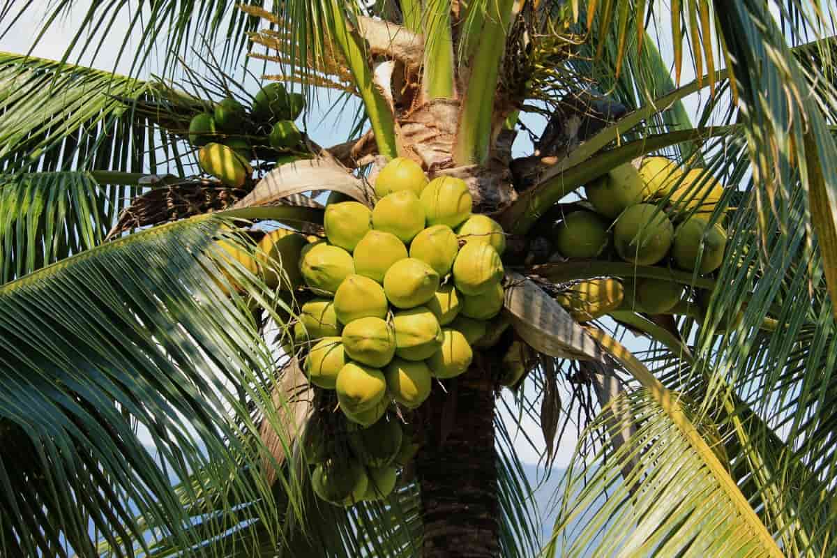 Coconut farming