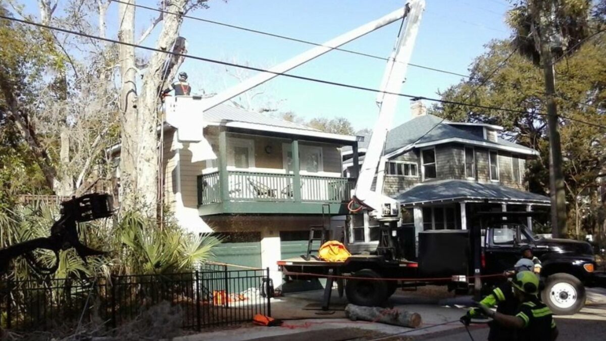 How Dead Trees Become Dangerous—and Why You Shouldn’t Wait to Remove Them