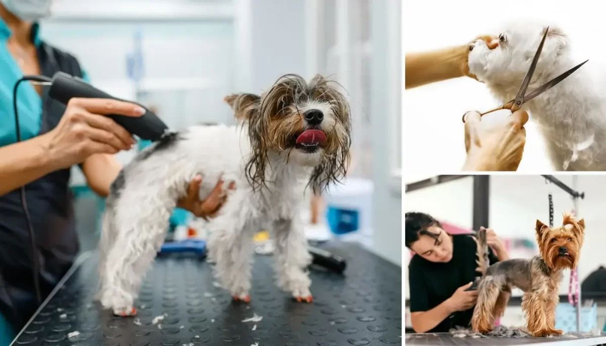 How Often Should Your Dog Be Groomed in 2025?