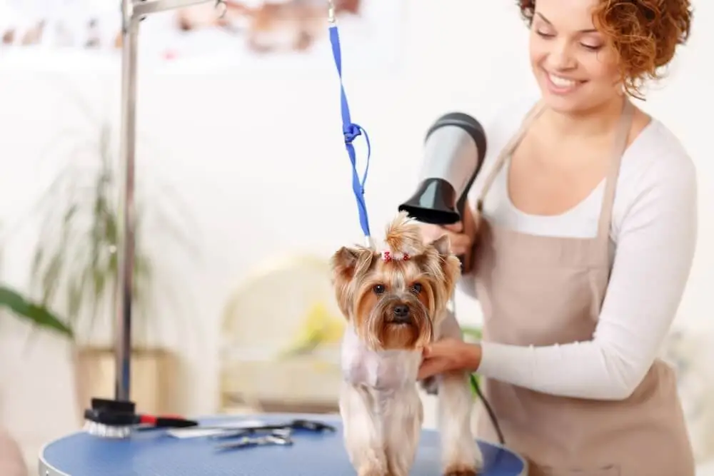 Mobile Pet Grooming vs. Salons: Franchise Insights 2025