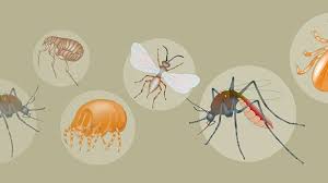 Vector-Borne-Viral-Diseases