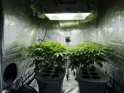 Grow Smarter, Not Harder: Why Every Indoor Grower Needs a Cannabis Growing Kit