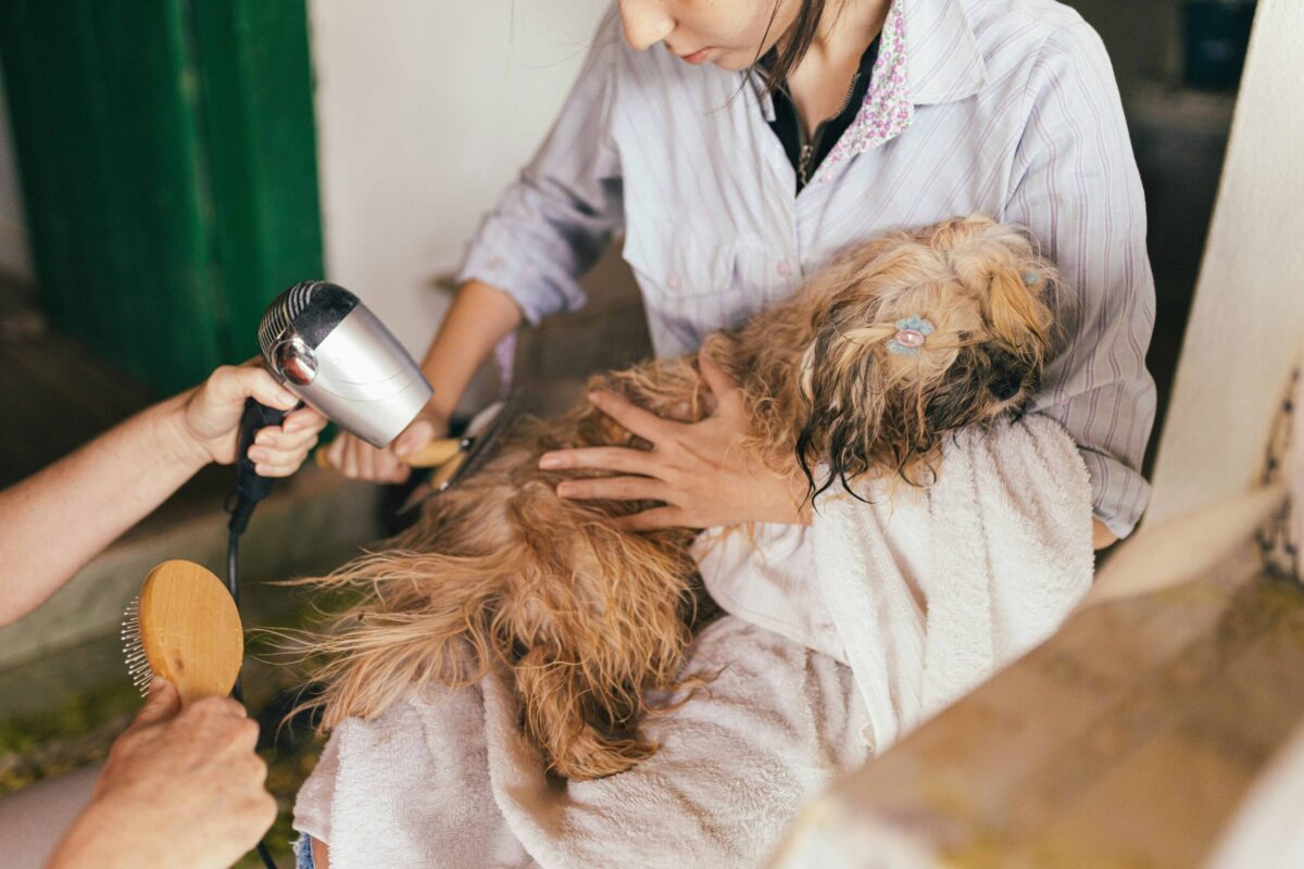 pet spaying