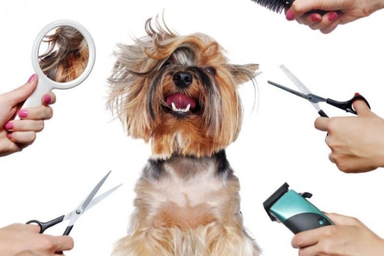 Pet Grooming Tools You Didn’t Know You Needed