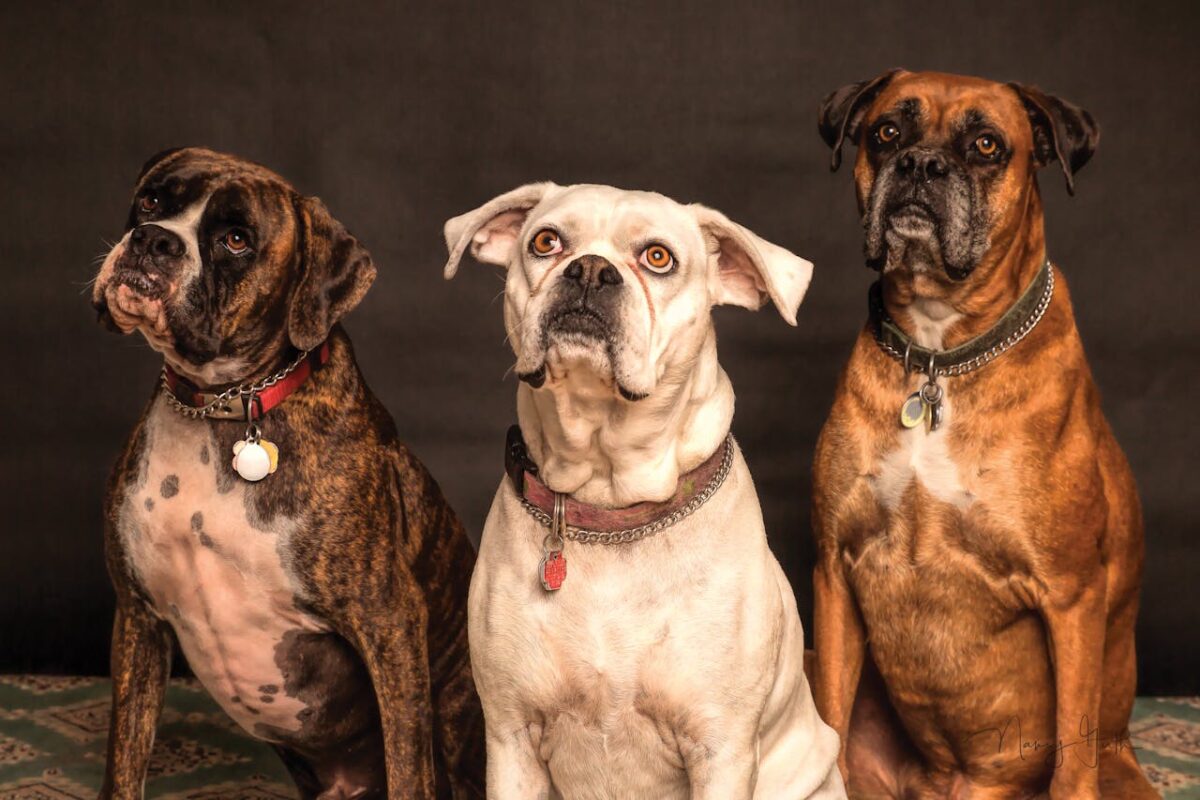 Are Dog Treats Really Healthy for Your Pup?
