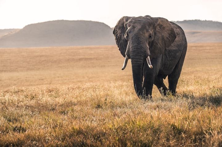 gir national park