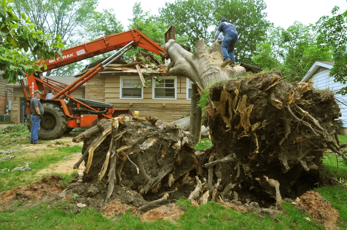 Essential Guide to Deadwood Removal in Milton Keynes