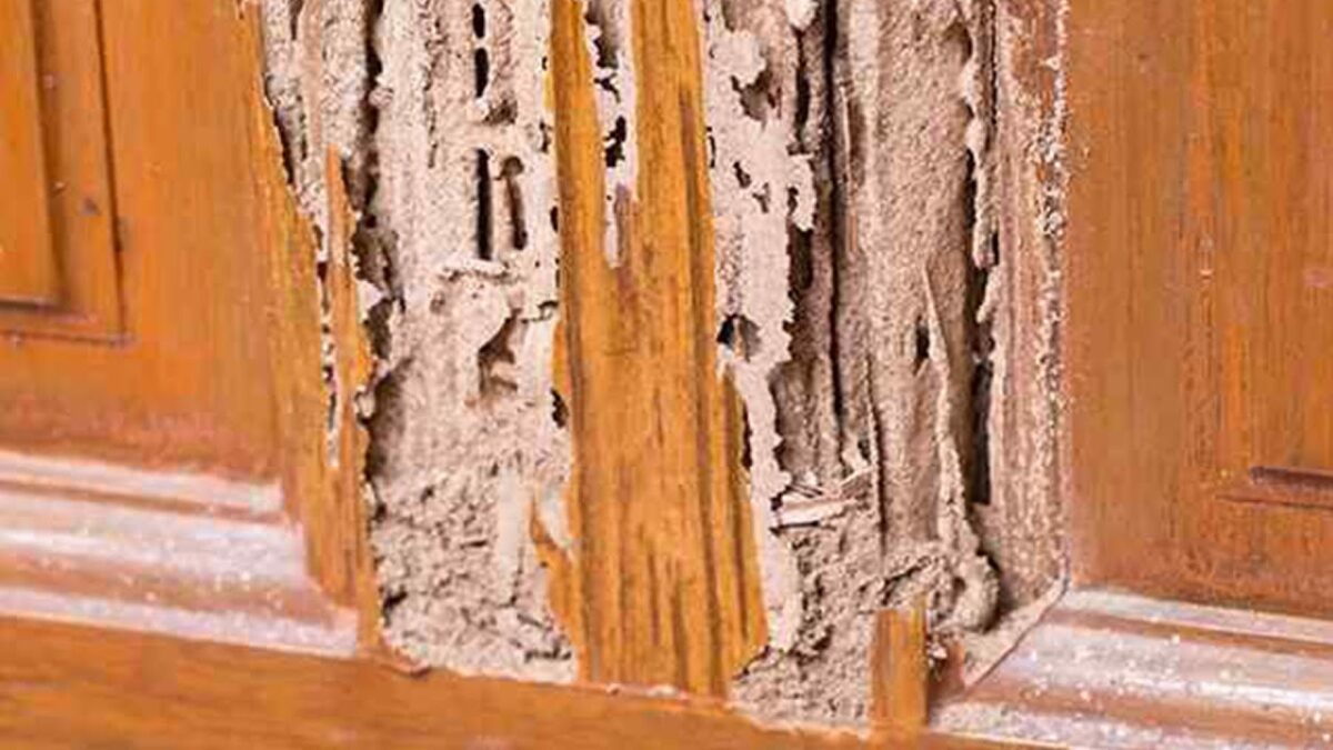 Termite Treatment Queens