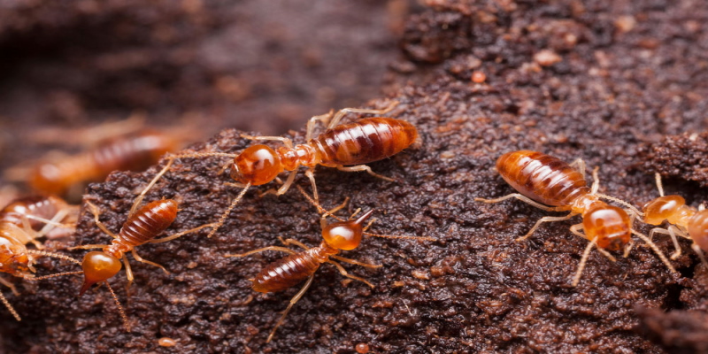 Brooklyn termites