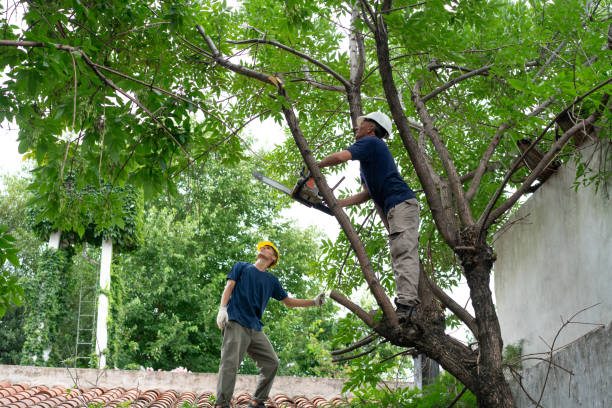 tree service